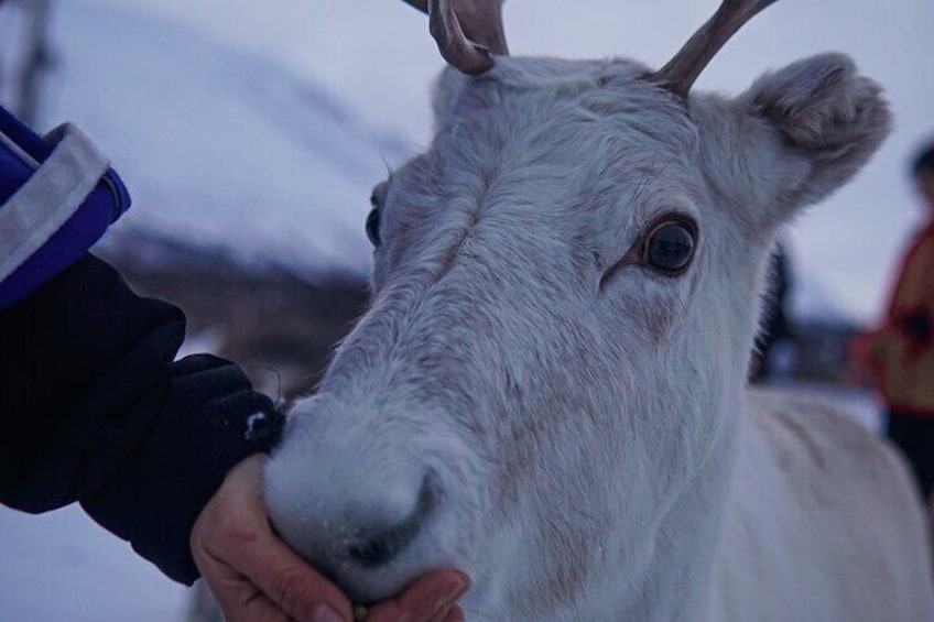 Reindeer Feeding and Sami Culture Afternoon Departure