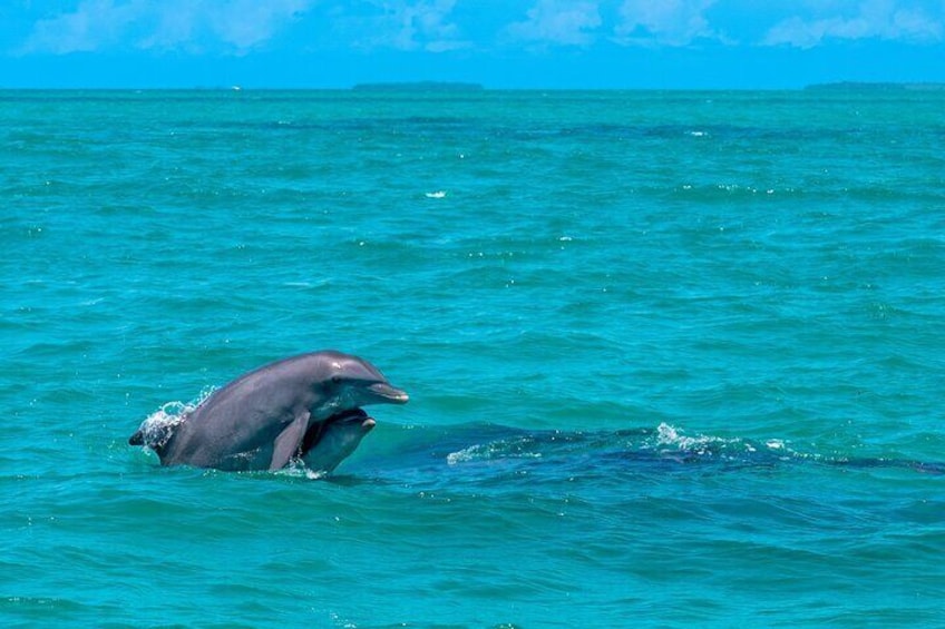 Cruising each way through the south-side wild dolphin playground!