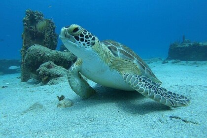 Snorkelling with Sea Turtles