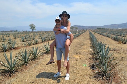 Volledige dag rondleiding in Amatitán en Tequila met proeverij