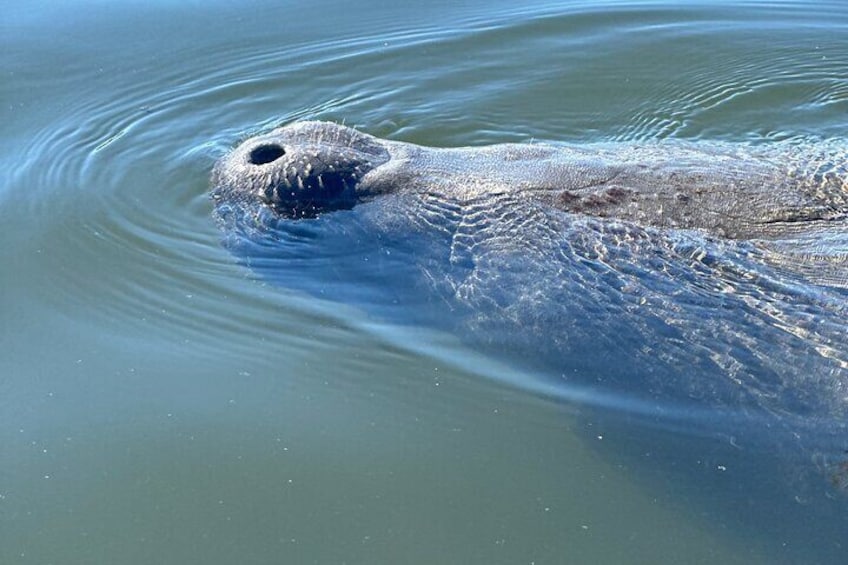 Friendly Manatee 