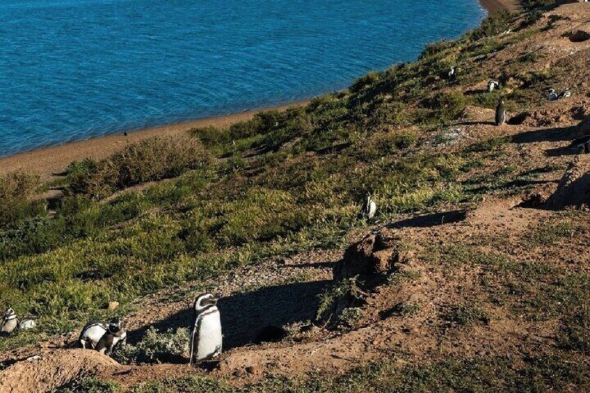 Private Full Day Tour in Peninsula Valdés