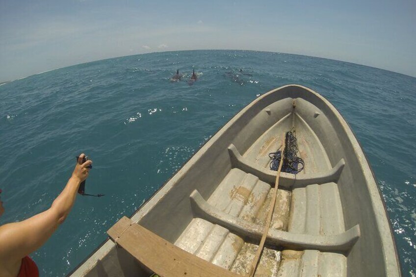 Ethical Dolphin Tour in Zanzibar