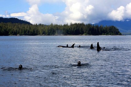 Ketchikan, Alaska: The Mountain Point Snorkelling Adventure