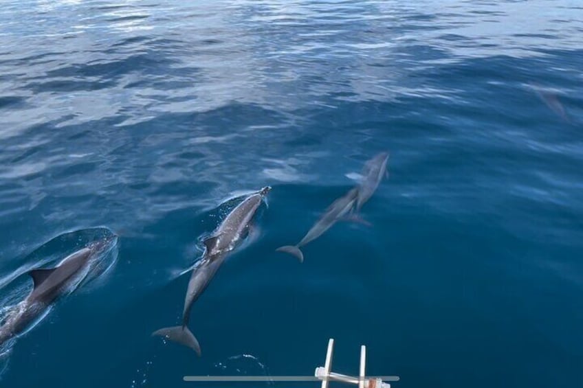 Dolphin Tour