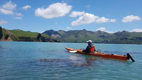 Lyttelton: Shore Excursion, Sea Kayaking, Small Group Tour