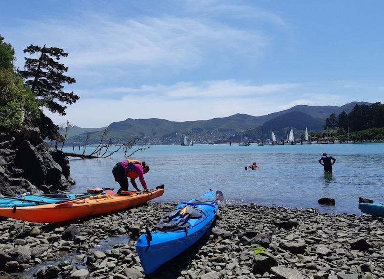 Picture 8 for Activity Lyttelton: Shore Excursion, Sea Kayaking, Small Group Tour