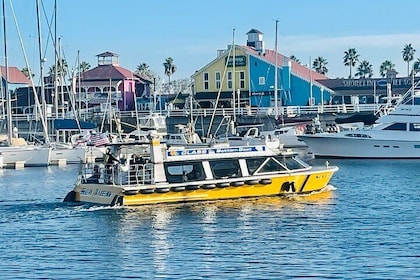 Excursion écologique en bateau à fond de verre à Long Beach