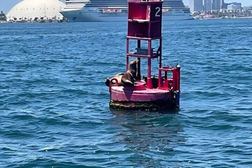 California Sea Lions