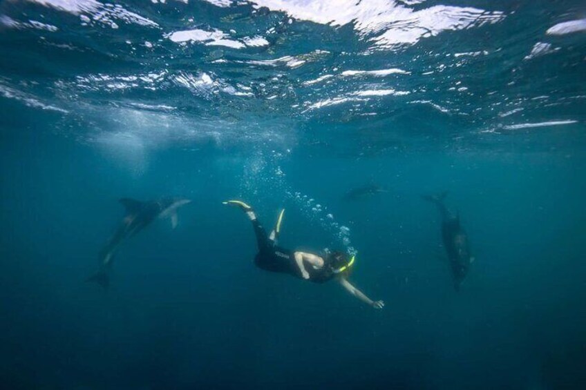 Guided Snorkeling and Island Exploration in Auckland