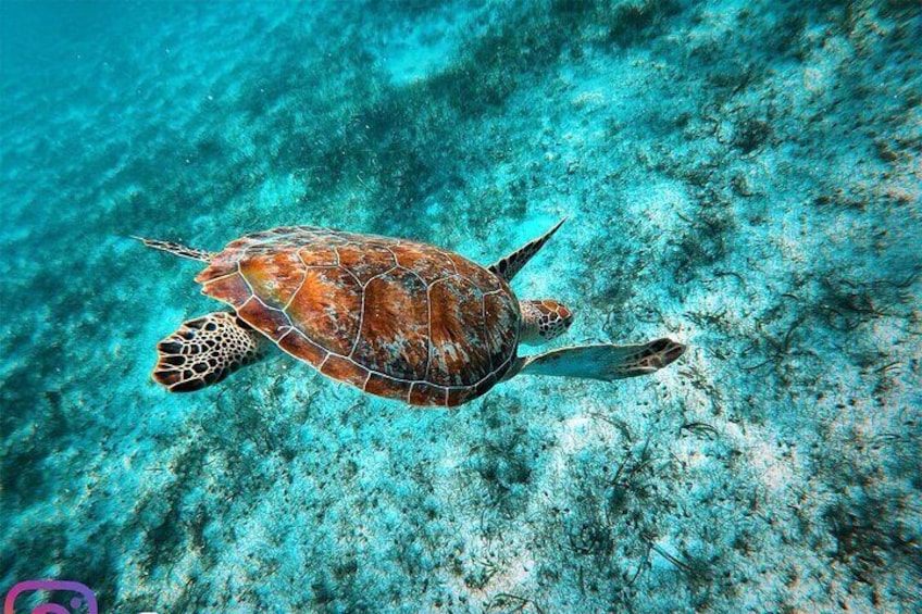 Private Swimming with Turtles Activity in Akumal Bay