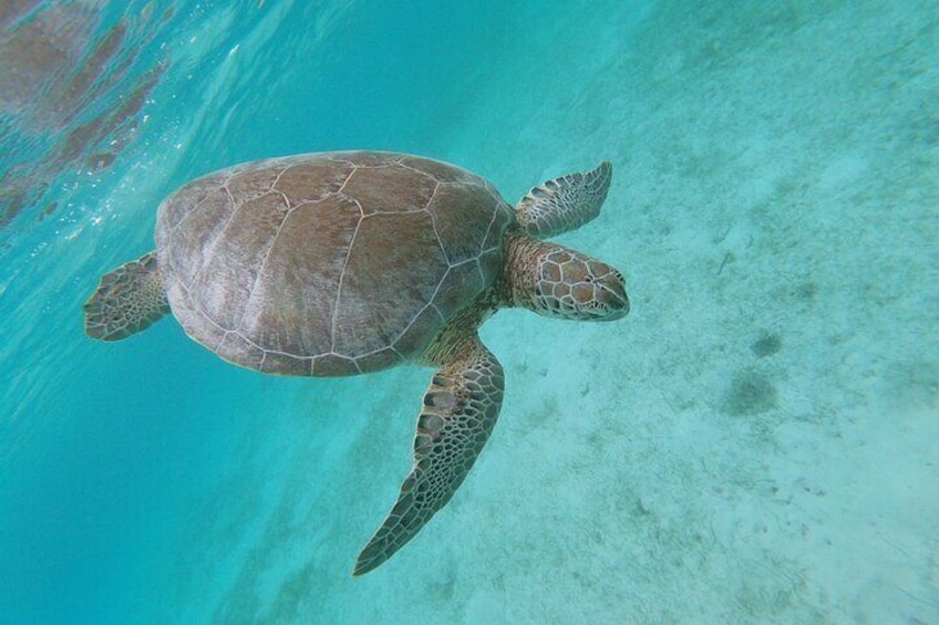 Private Swimming with Turtles Activity in Akumal Bay