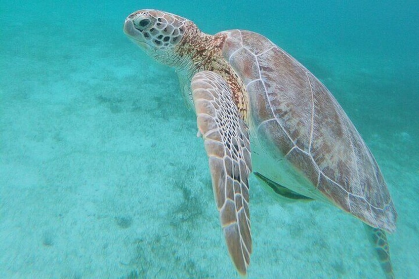 Private Swimming with Turtles Activity in Akumal Bay