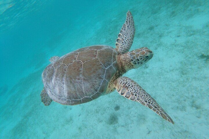 Private Swimming with Turtles Activity in Akumal Bay