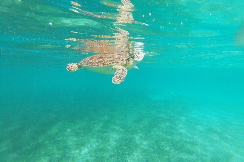 Private Swimming with Turtles Activity in Akumal Bay