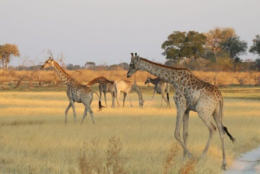 Mokoro Day Trip in the Okavango Delta