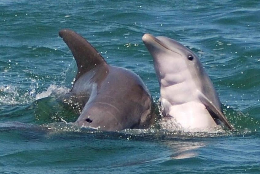 Picture 1 for Activity Key West: Shark and Wildlife Viewing Catamaran Tour