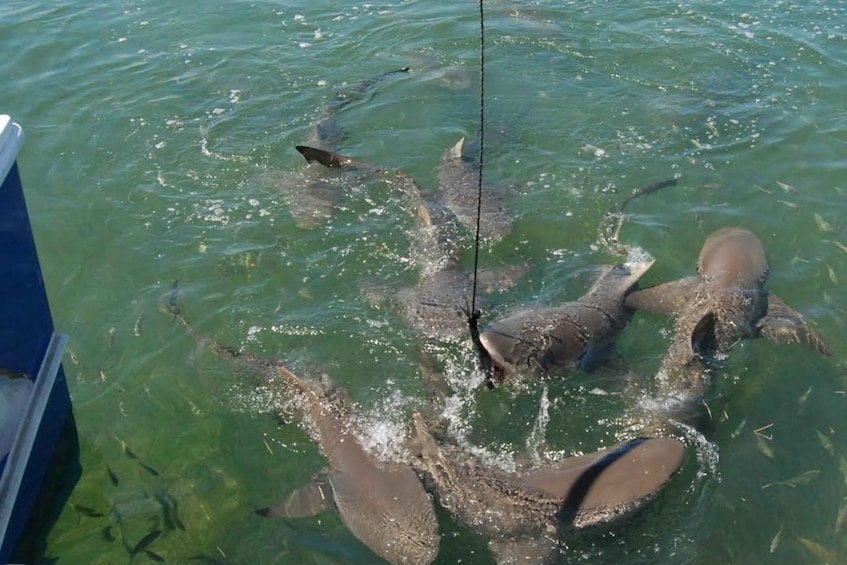 Picture 2 for Activity Key West: Shark and Wildlife Viewing Catamaran Tour