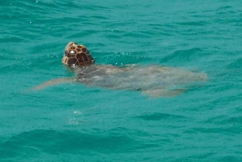 Picture 4 for Activity Key West: Shark and Wildlife Viewing Catamaran Tour