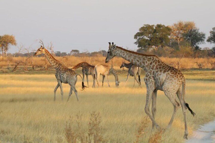 1-Night Mokoro Camping Trip in the Okavango Delta