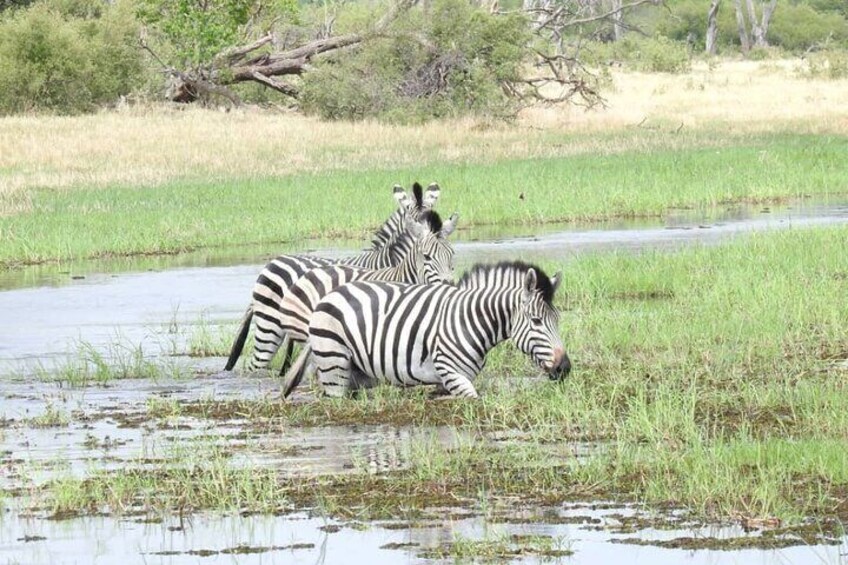 1-Night Mokoro Camping Trip in the Okavango Delta