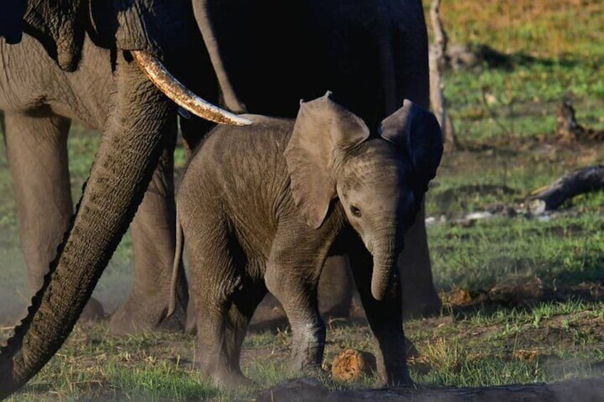 1-Night Mokoro Camping Trip in the Okavango Delta