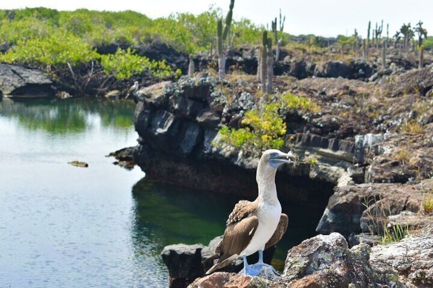 Blue - footed booby