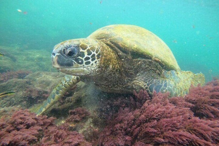 Sea turtle