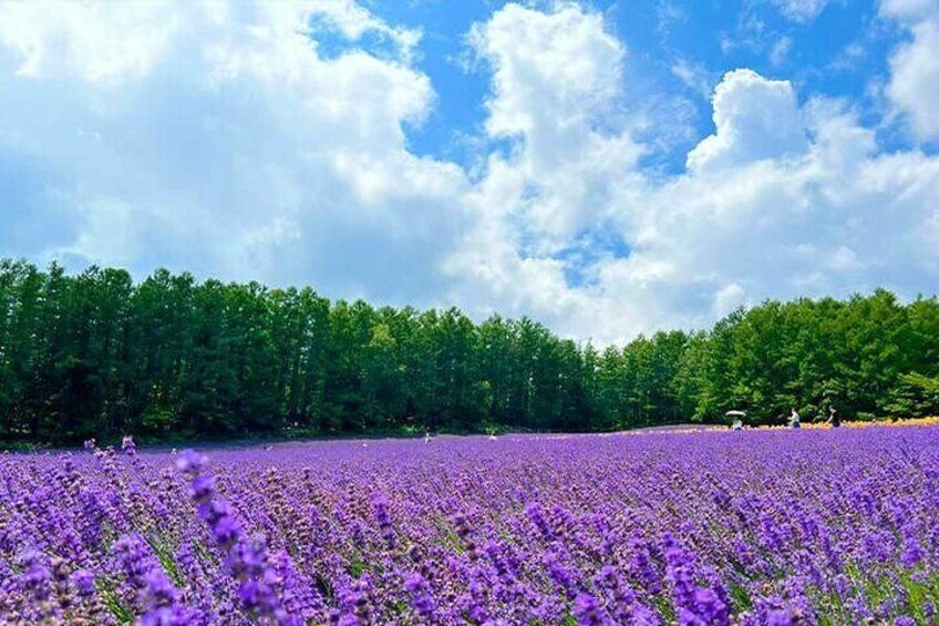 Farm Tomita, in July, you can climb to the top of the flower field and overlook the Furano Basin and the Tokachidake mountain range from the lavender-filled grass field.