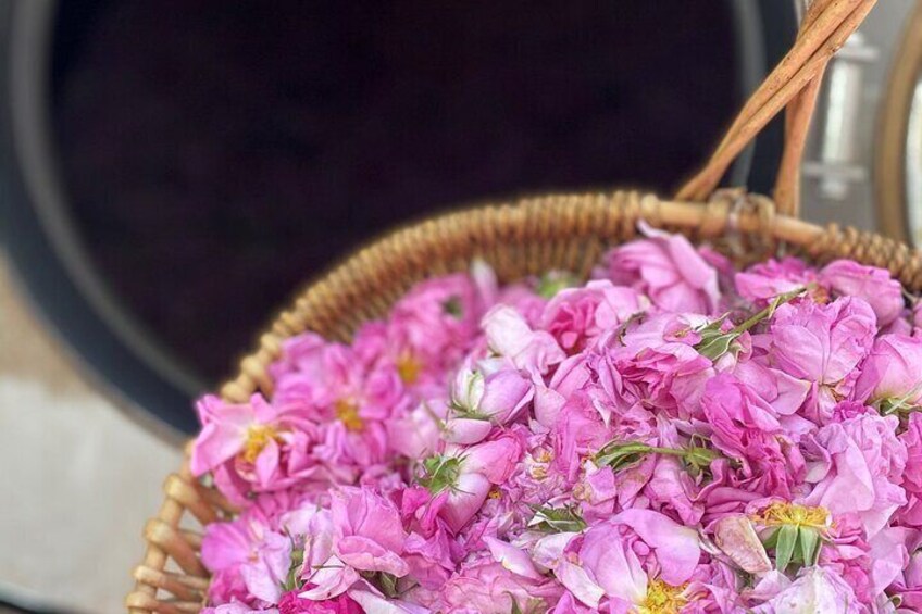 Private Rose Picking in Vrav along the Danube