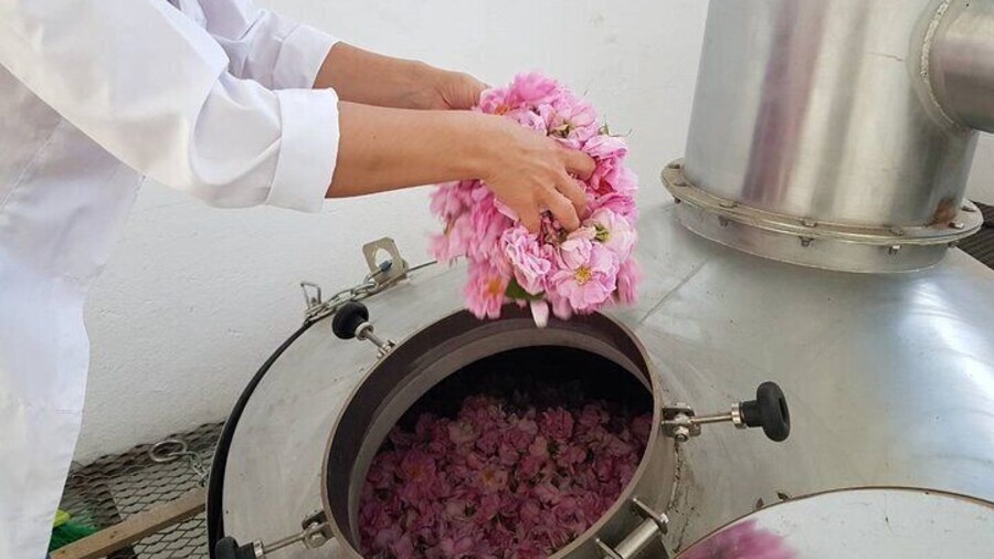 Private Rose Picking in Vrav along the Danube