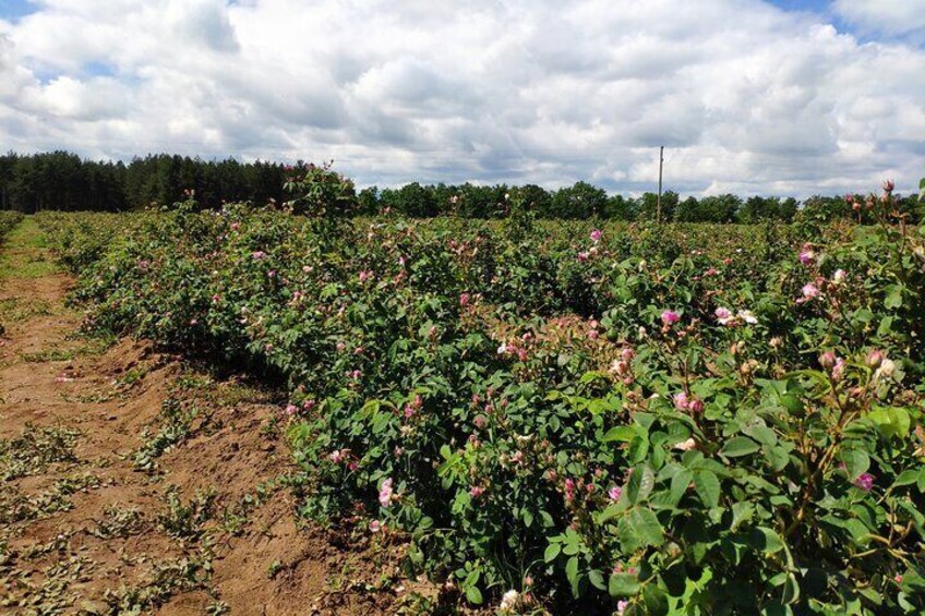 Private Rose Picking in Vrav along the Danube