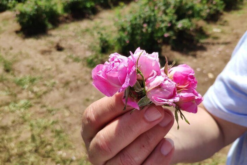 Private Rose Picking in Vrav along the Danube