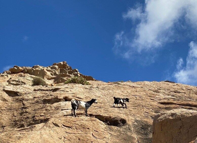 Picture 15 for Activity Fuerteventura: Ajuy Caves and Secret Las Penitas Canyon Hike