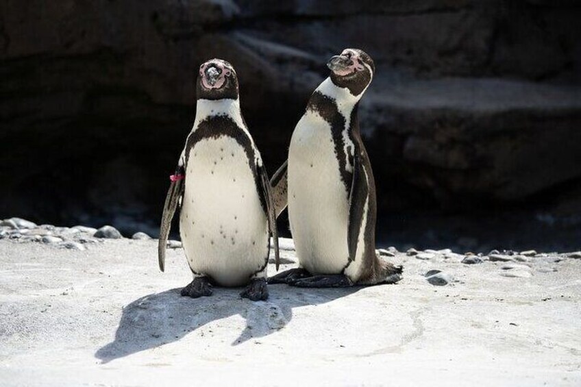 VIP Private Boulders Beach and Constantia Vineyards Tour