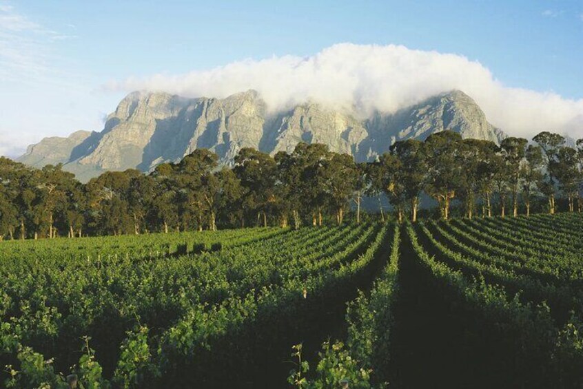 VIP Private Boulders Beach and Constantia Vineyards Tour