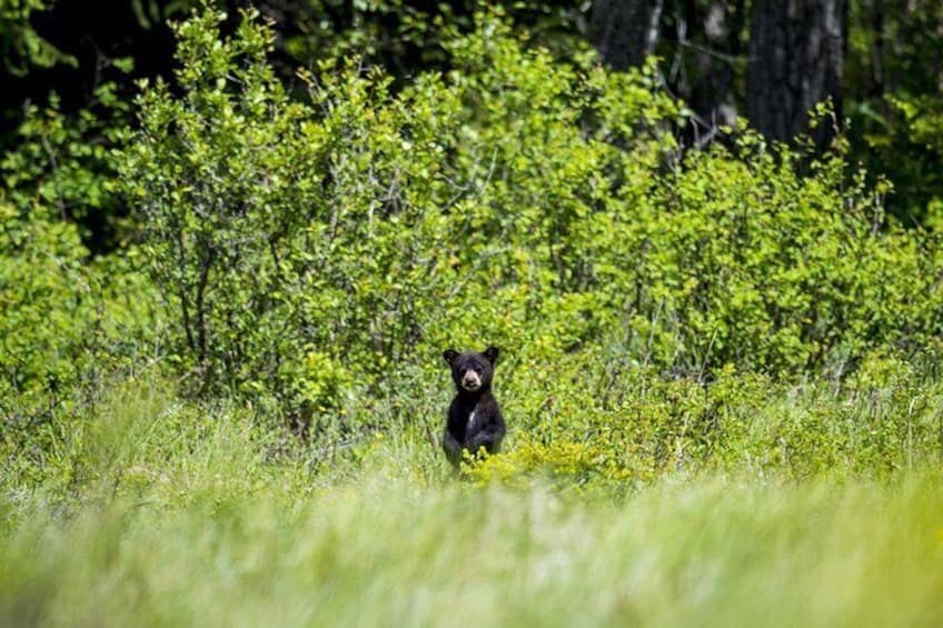 Audio Tour for Self-Guided Drives in Waterton National Park