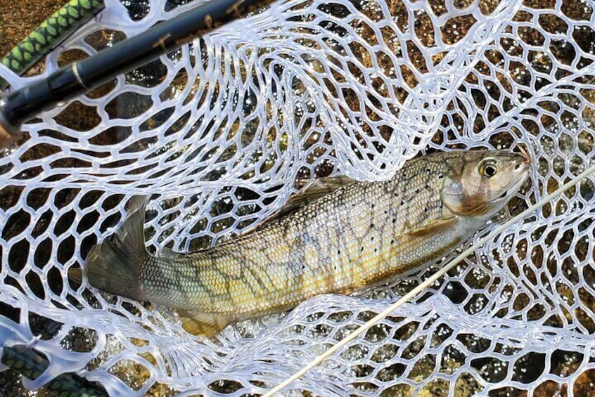 Anchorage Guided Fly-fishing
