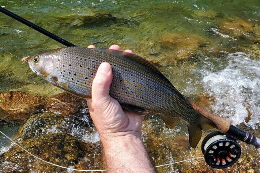 Anchorage Guided Fly-fishing