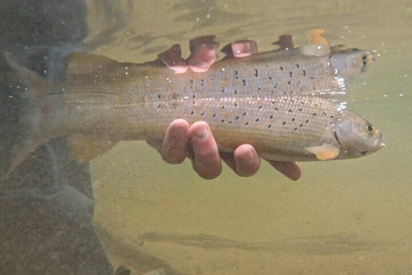 Releasing a beautiful Arctic Grayling.