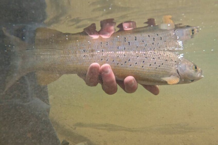 Releasing a beautiful Arctic Grayling.