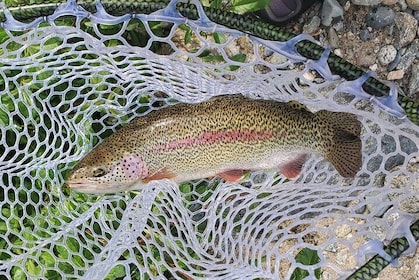 Anchorage Guided Fly-fishing