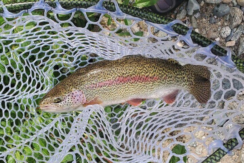 Beautiful Rainbow Trout caught with Alaska Adventure Guides!