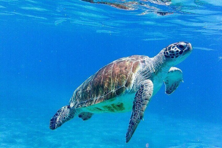 A mesmerizing glimpse into the underwater world, where sea turtles glide effortlessly through the crystal-clear waters, embodying the tranquility and beauty of the ocean's depths.