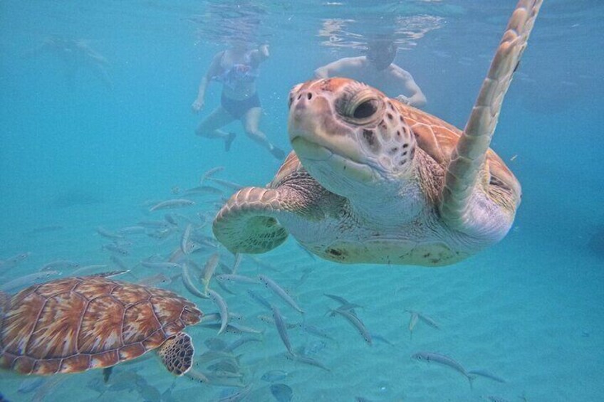 Dive into an unforgettable adventure alongside majestic sea turtles, sharing their tranquil world as you swim through the clear blue waters of their coral kingdom.