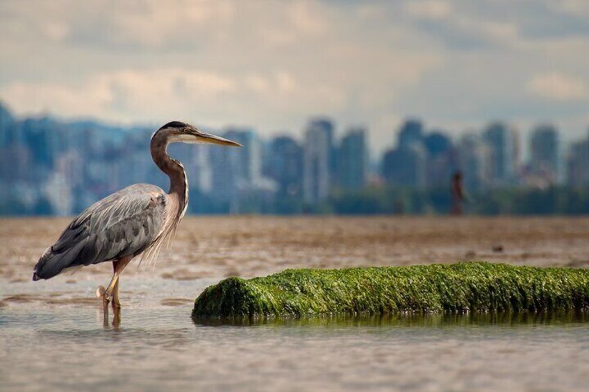 Stanley Park Self Guided Bike Tour