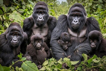 7 Days Private Uganda Gorilla Tracking Safari Tour From Entebbe