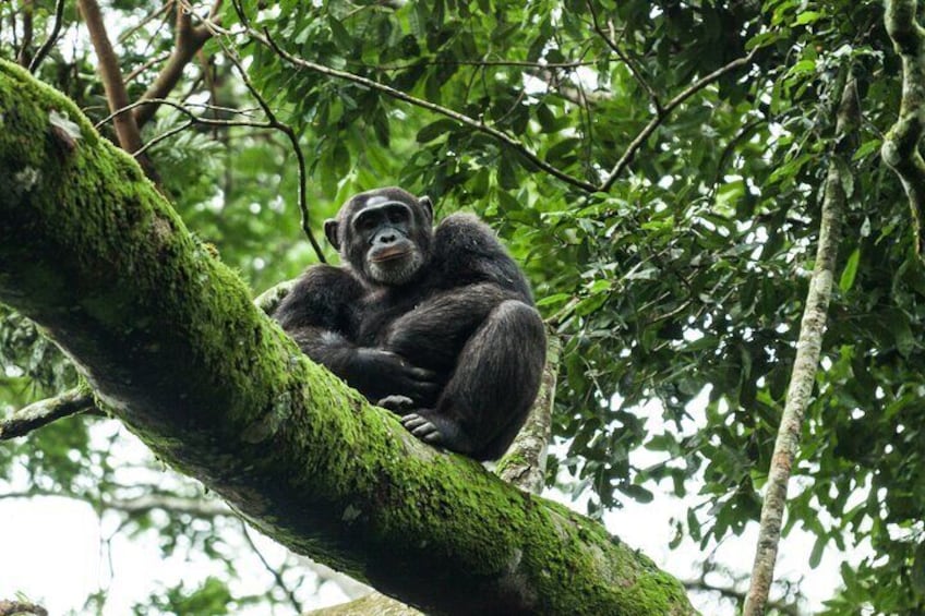 7 Days Private Uganda Gorilla Tracking Safari Tour From Entebbe