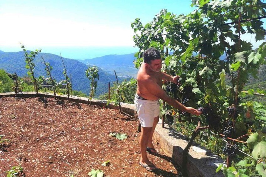 Rajko picking up grape for his wine