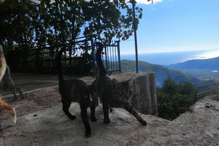 Unique lunch experience with locals in high hills above Budva!